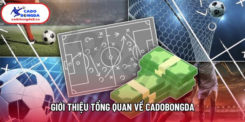 Giới thiệu tổng quan về Cadobongda Giới thiệu tổng quan về Cadobongda